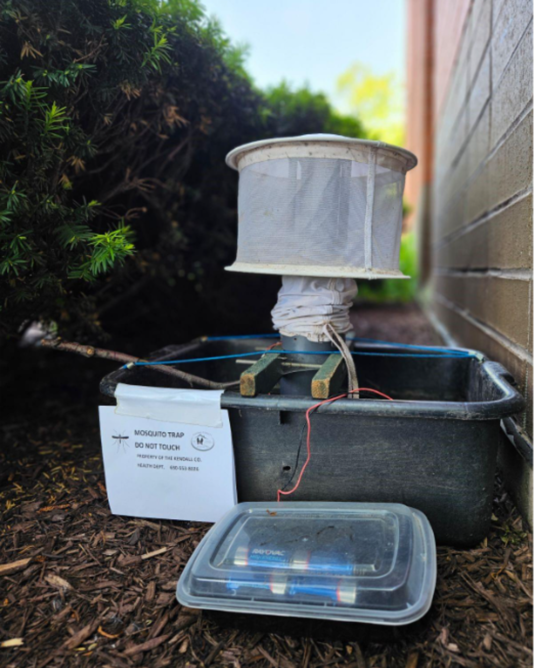 A mosquito trap with a mesh cover sits in a black basin on the ground next to a bush and a brick wall. A plastic container with batteries is in front of the trap.