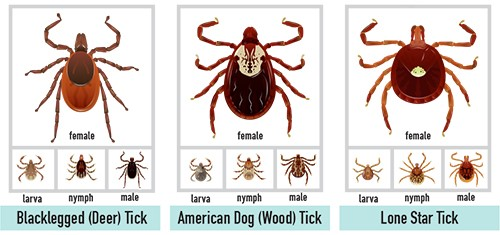 Diagrams showing the female, larva, nymph, and male stages of the Blacklegged (Deer) Tick, American Dog (Wood) Tick, and Lone Star Tick.