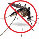 no_mosquito
