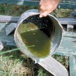 algae_and_larvae_in_bucket-highres